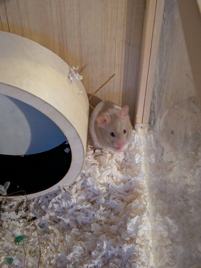Deep bedding nest box hamster cage UK proper insulation 