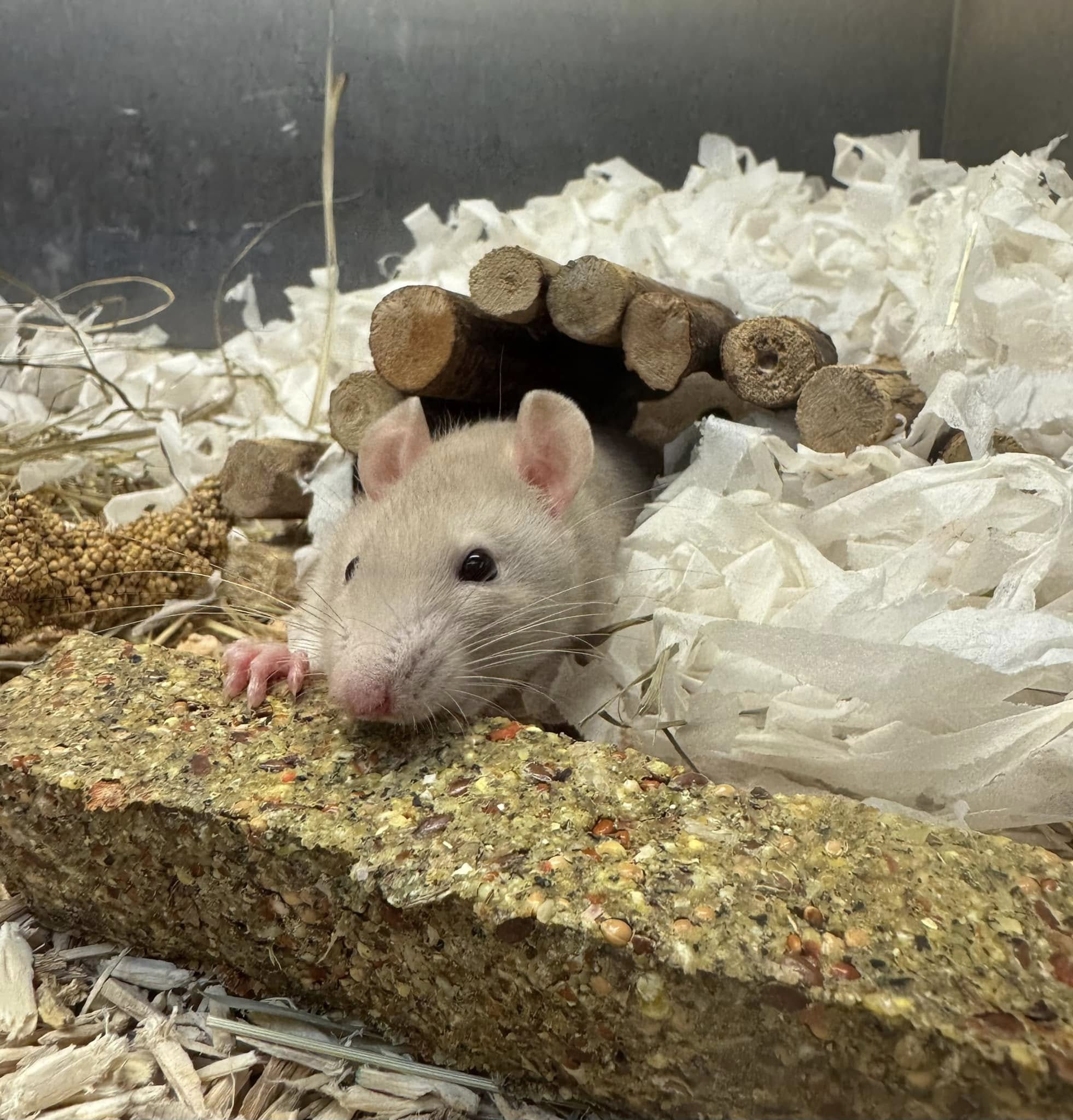 Deep paper based bedding for hamster burrowing with tunnels