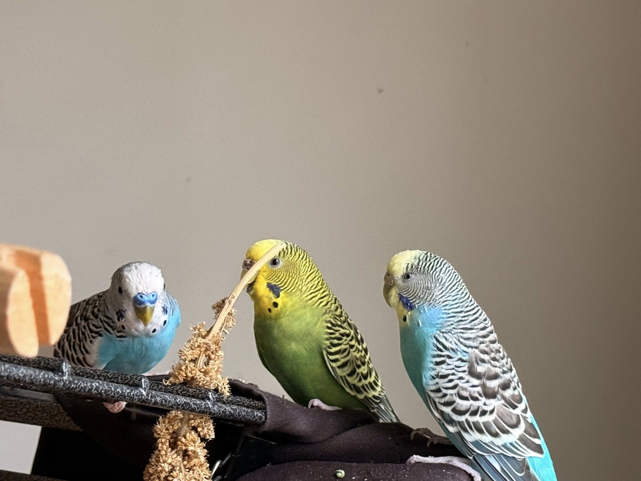 Different budgie colour varieties UK pet shop senior choice