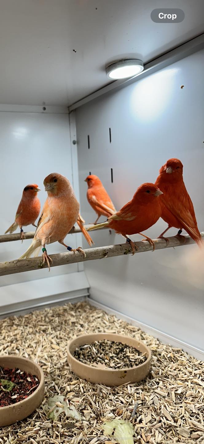 Different canary varieties showing colour and song breeds