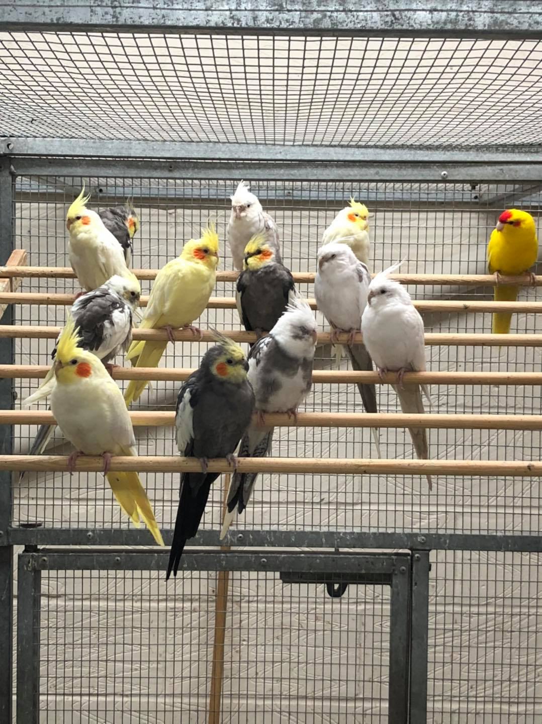 Different cockatiel colour varieties available in UK pet shop
