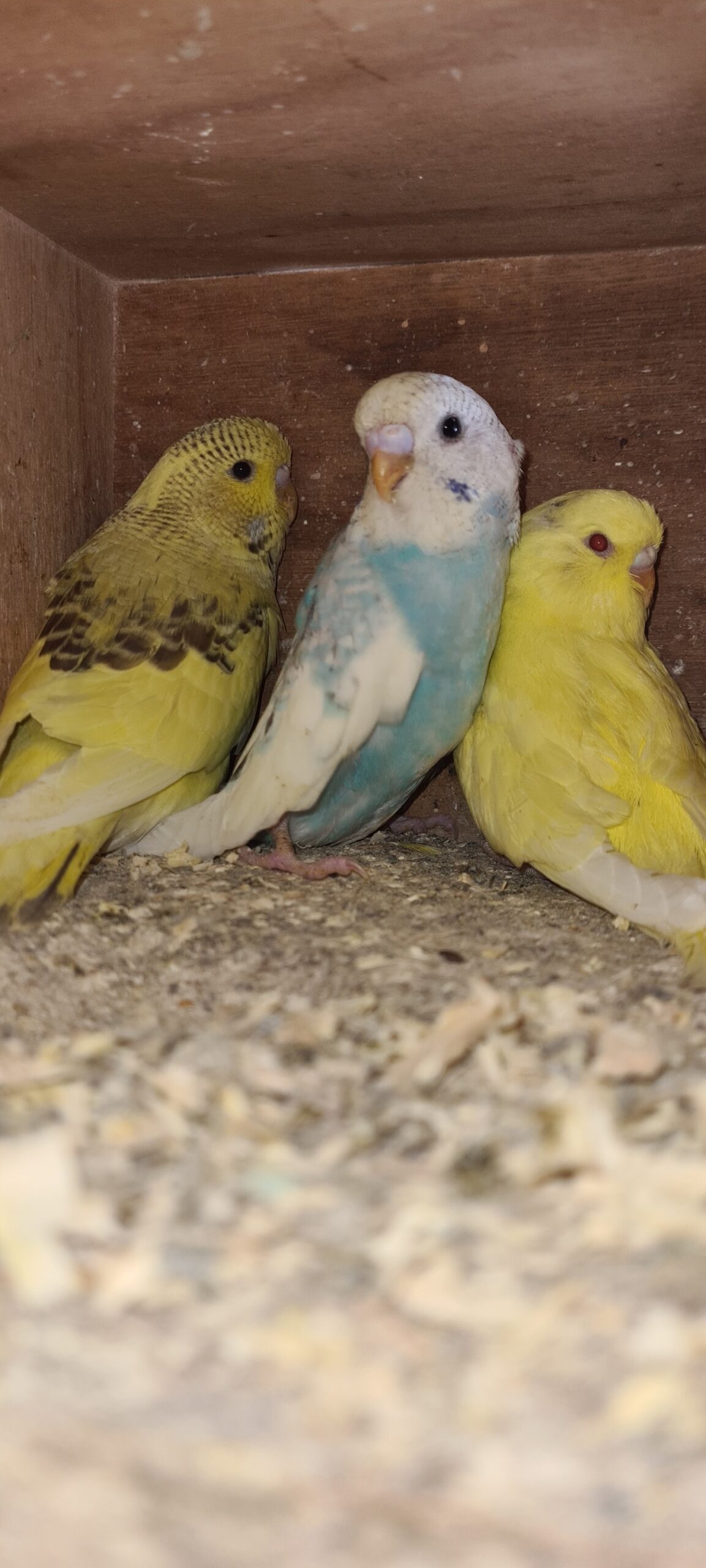 Different colour budgies green blue yellow white in UK pet shop