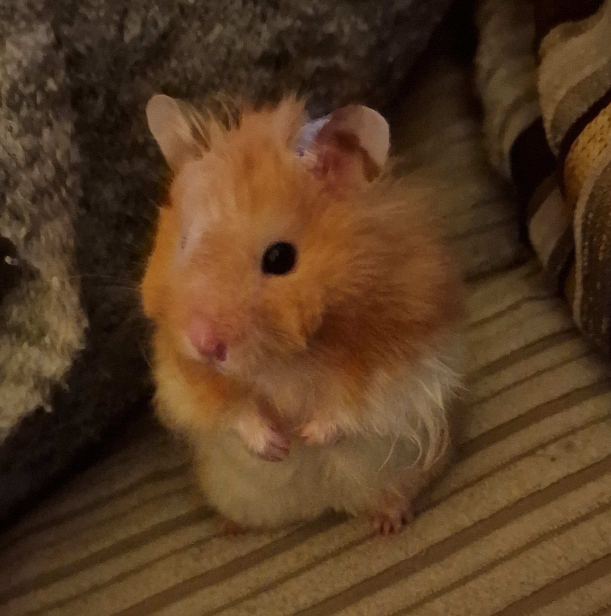 Elderly hamster resting in well kept cage showing natural ageing