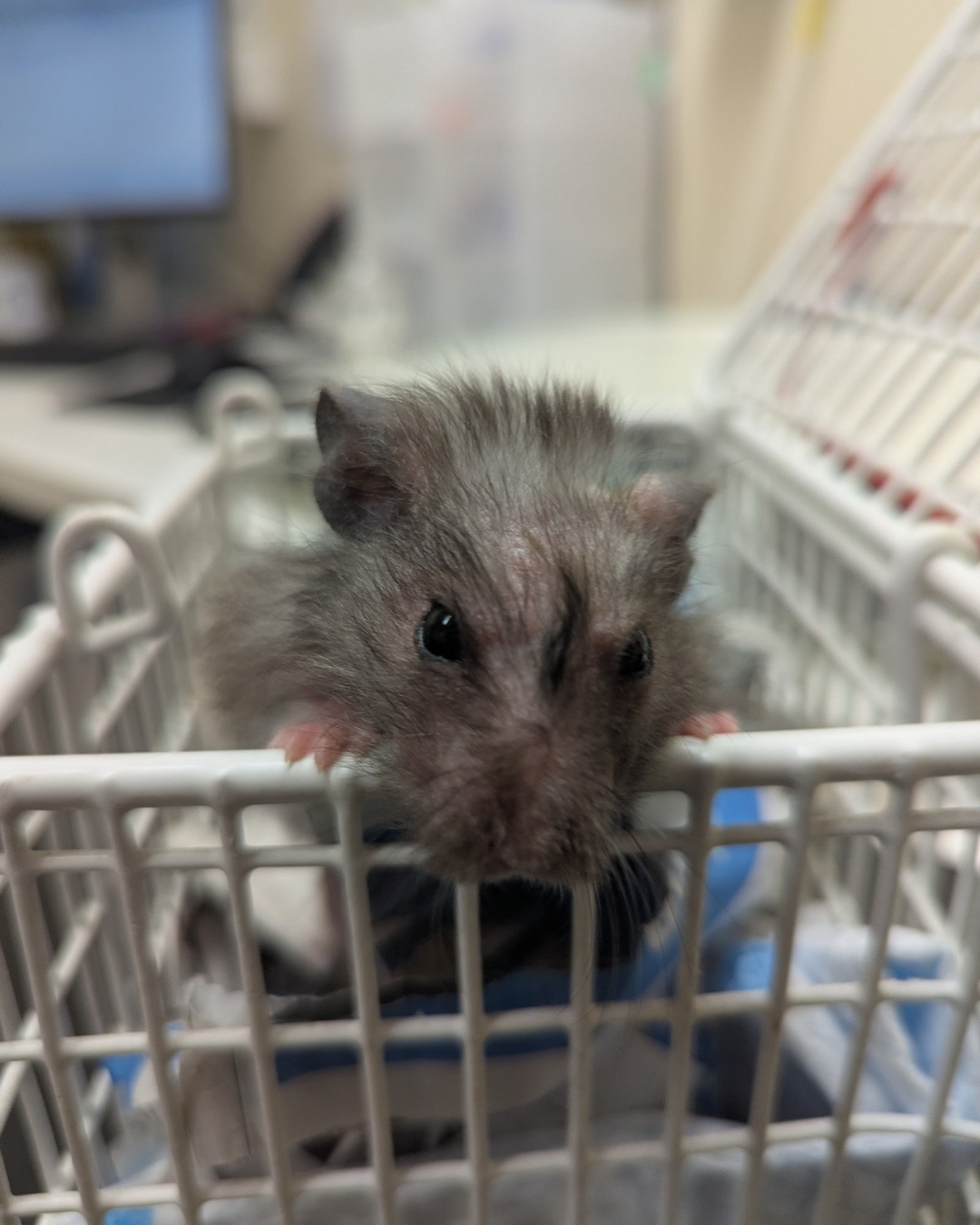 Elderly hamster resting quietly in its cage showing natural age-related decline