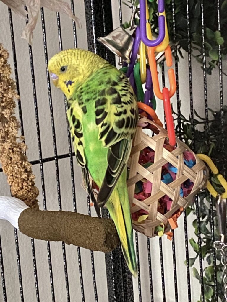 Engaged active budgie playing with toys UK home cage