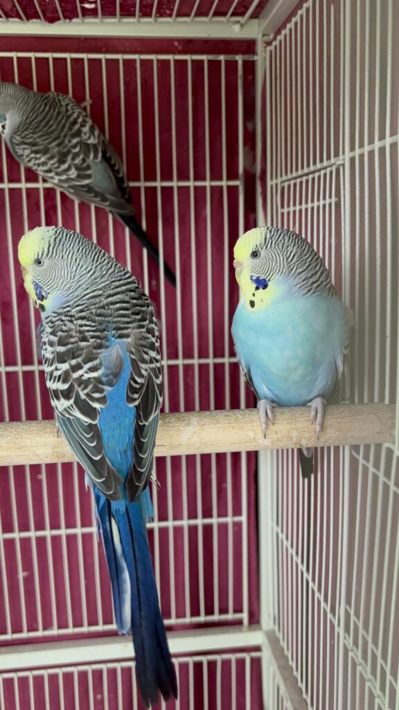  English budgie at Paradise Pets Swindon