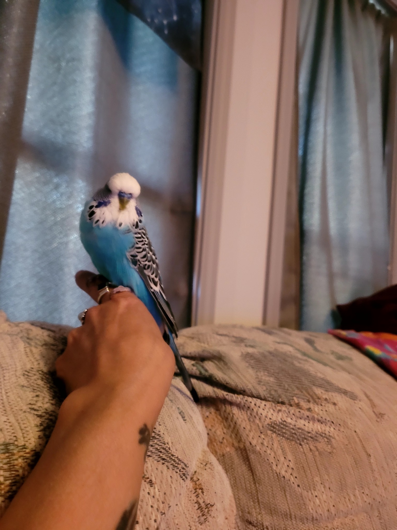English budgie calmer companion UK single owner home