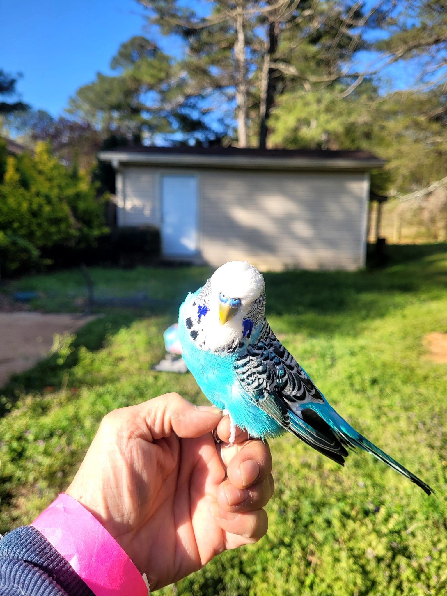 English exhibition budgie with round head and full feathering