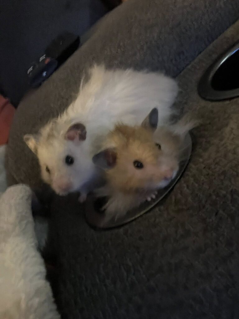 Family interacting with hamster in evening UK home bonding