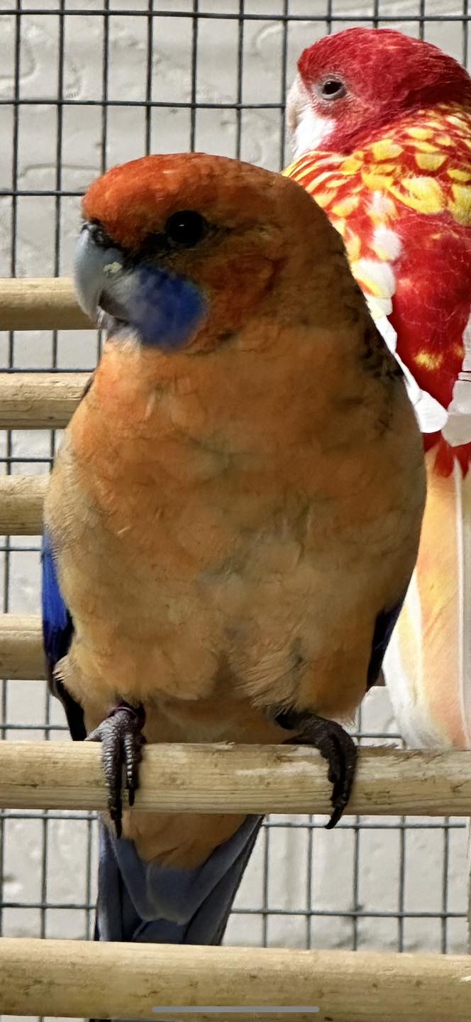 Female budgie brown cere at Paradise Pets Swindon