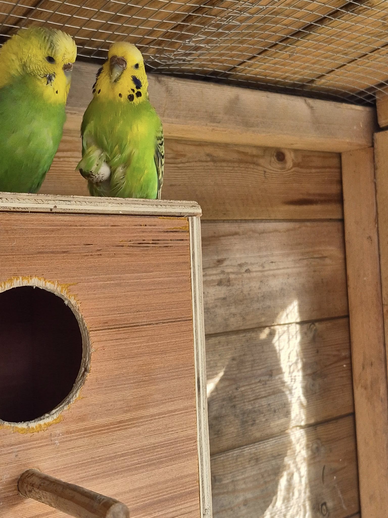 Female budgie hunched on cage floor showing egg binding signs