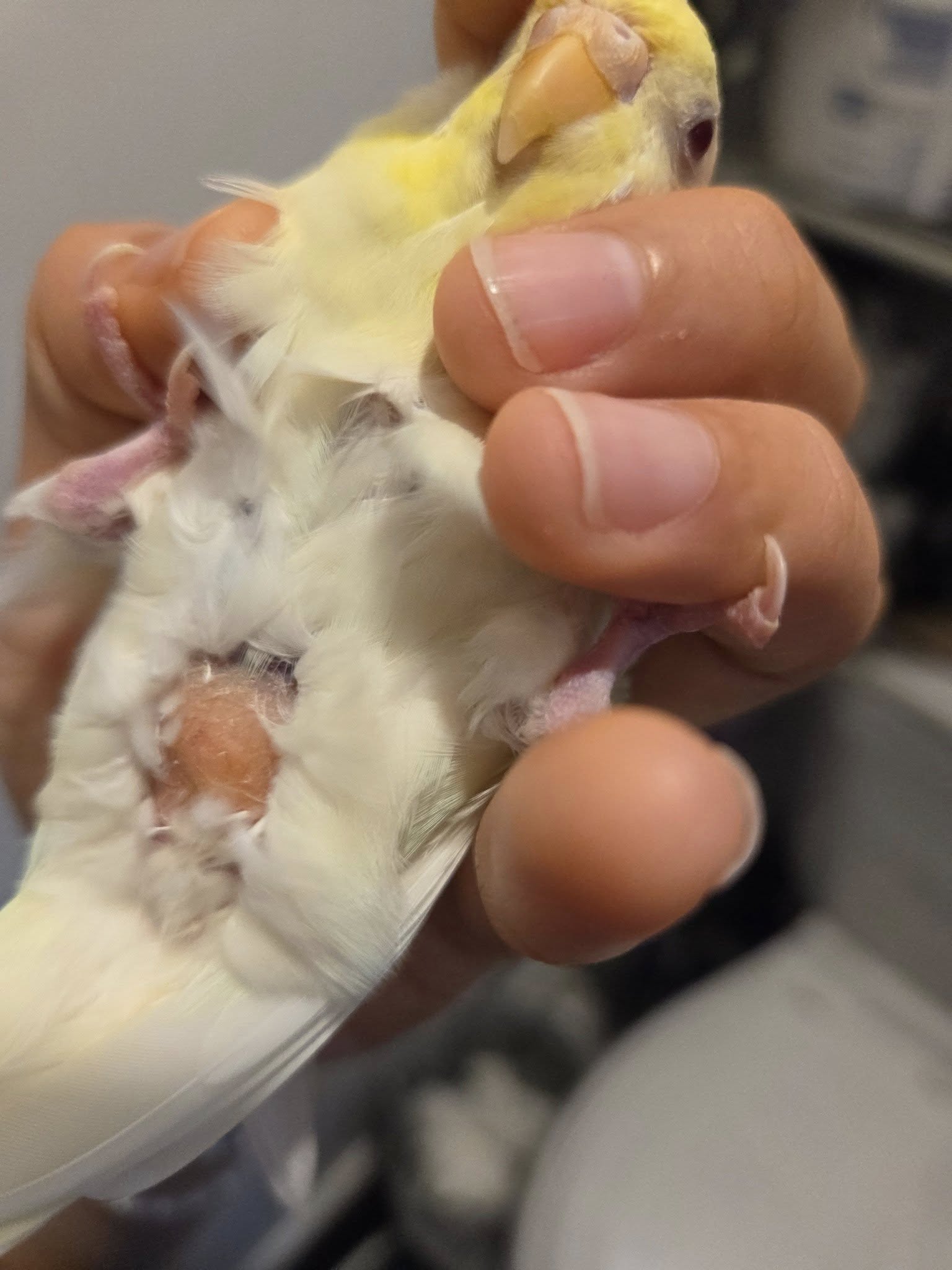 Female budgie laying egg showing larger droppings UK