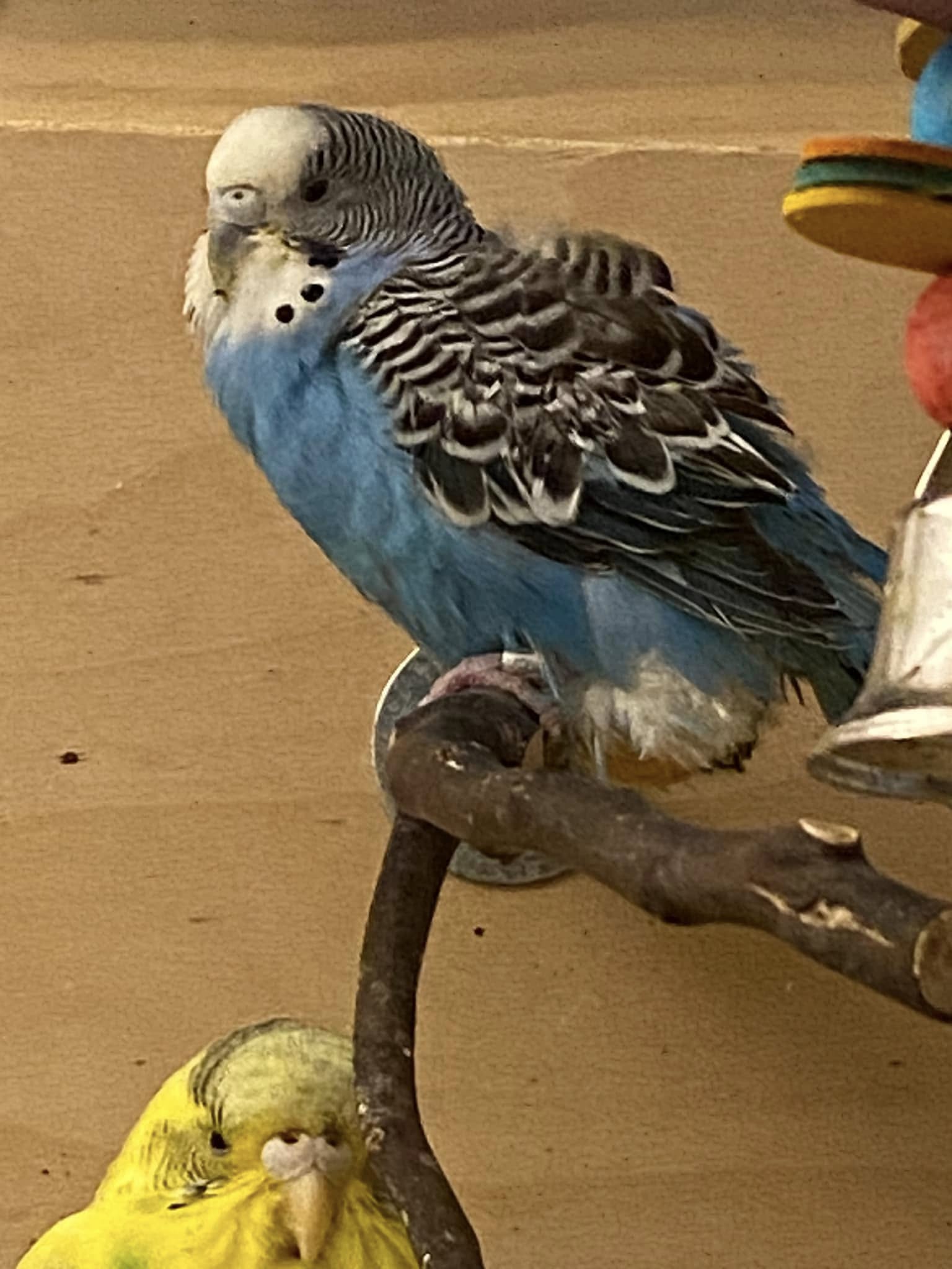 Female budgie sitting low on perch showing signs of possible egg binding