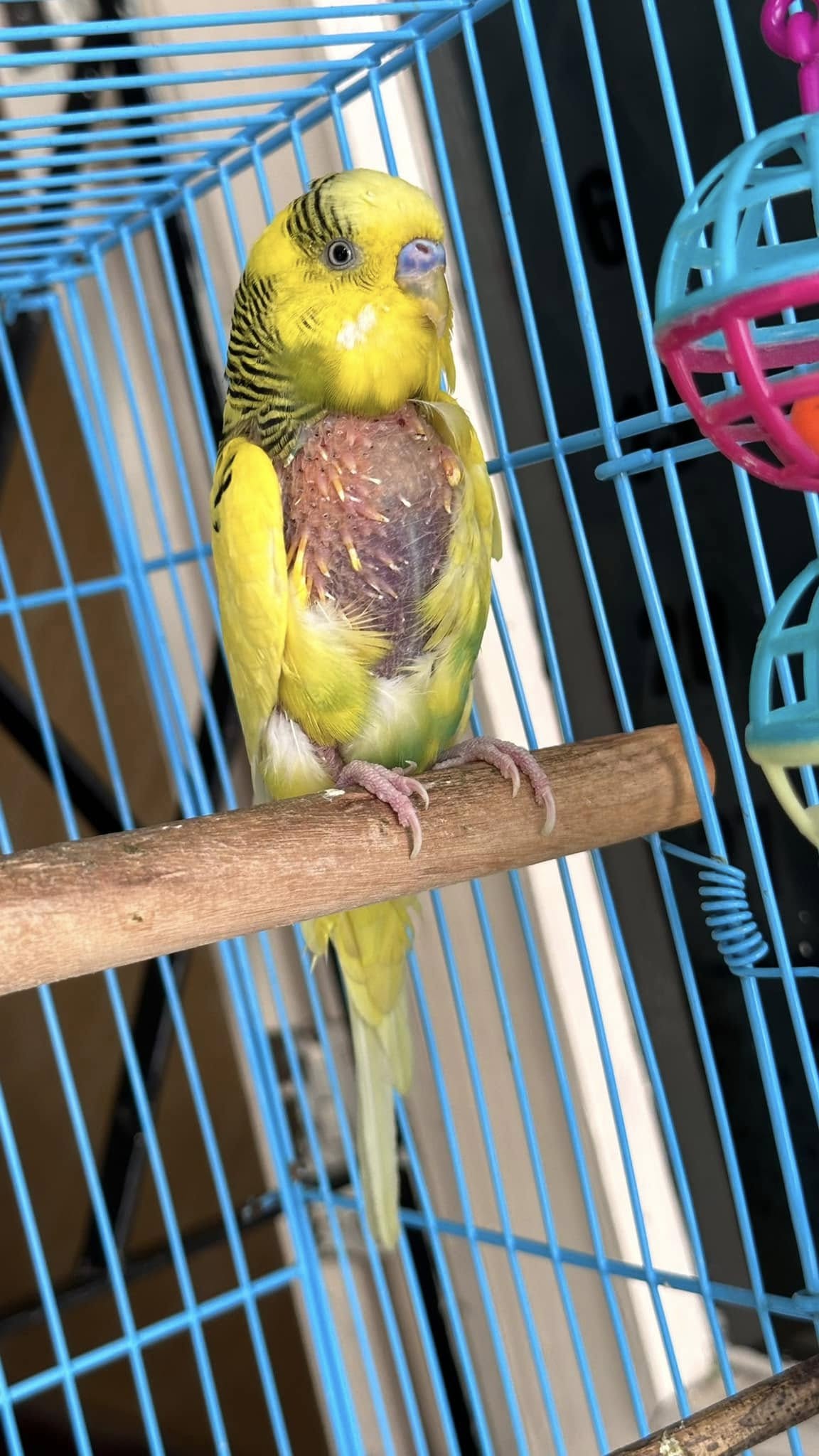 Female budgie with plucked chest feathers showing hormonal behaviour