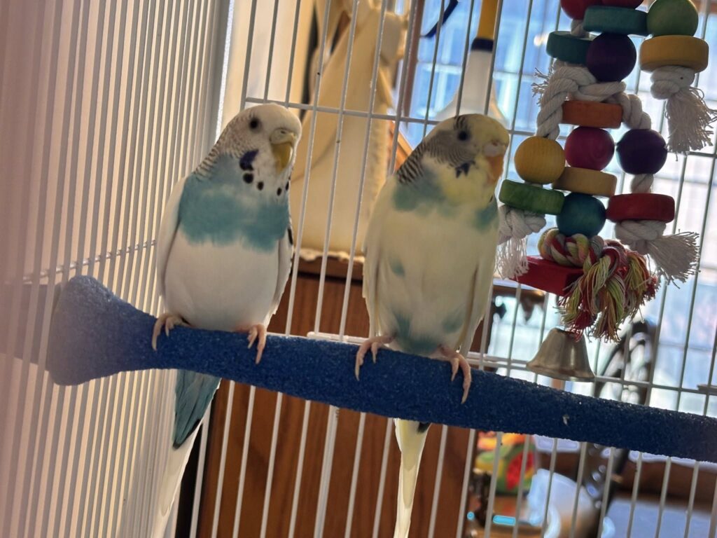 Female budgies of various colours in UK pet shop