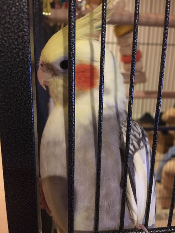 Female cockatiel showing hormonal behaviour in spring