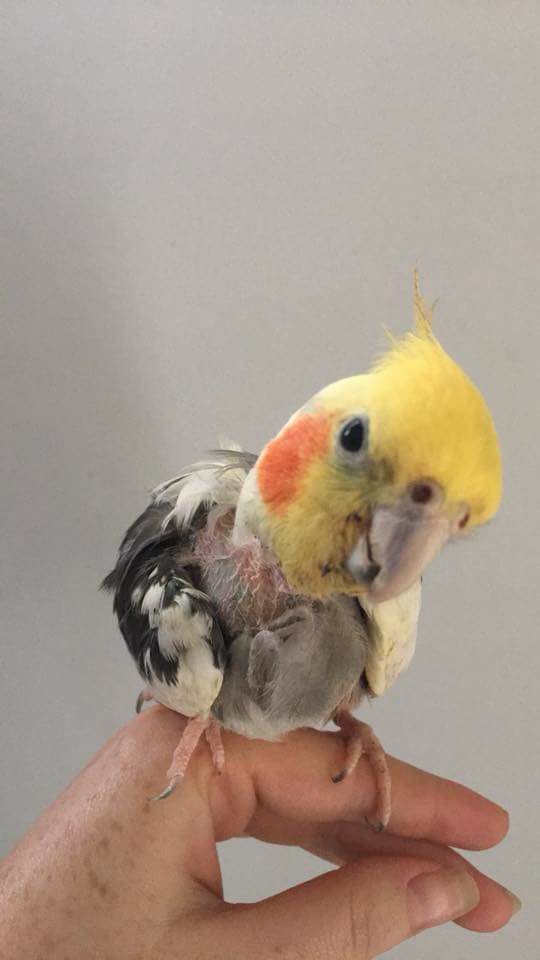 Female cockatiel with hormonal chest plucking pattern UK