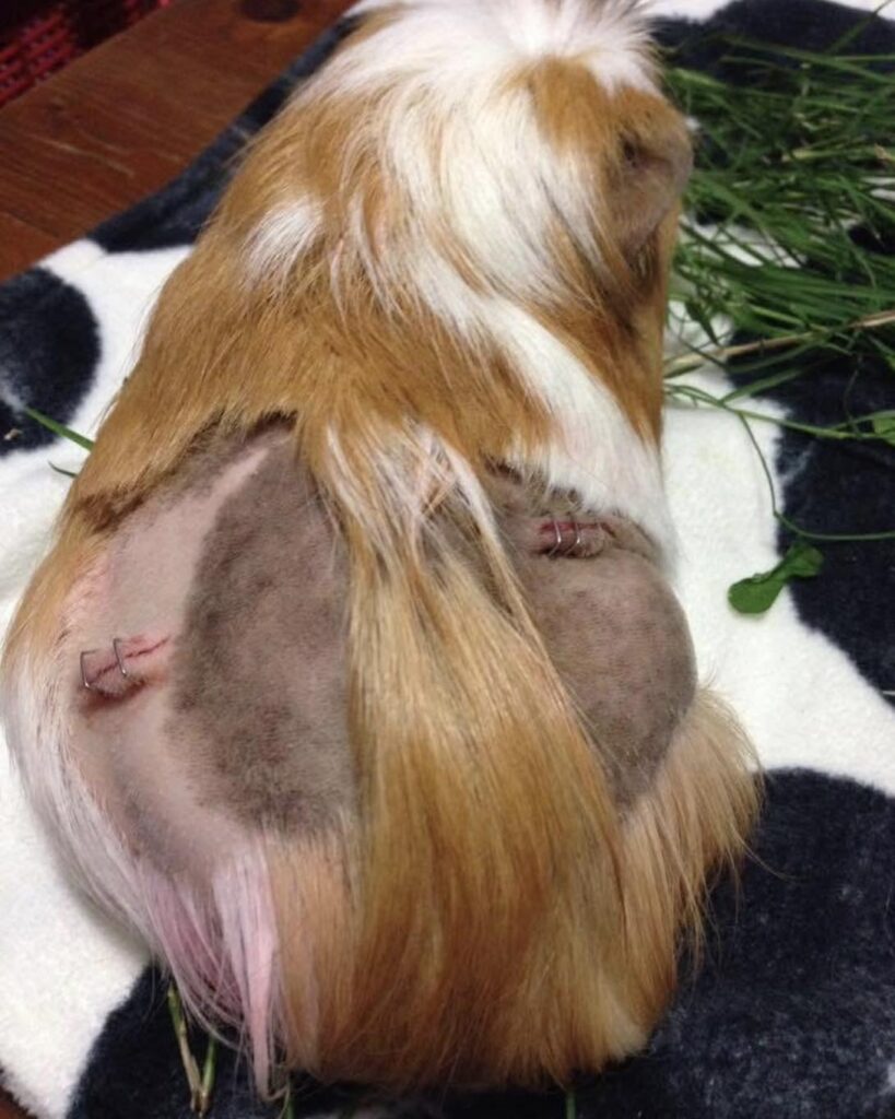 Female guinea pig flank hair loss ovarian cysts