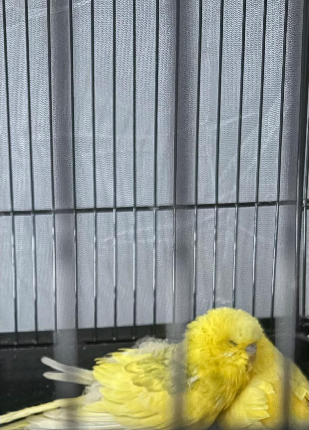 Fluffed sick budgie with half closed eyes on cage floor