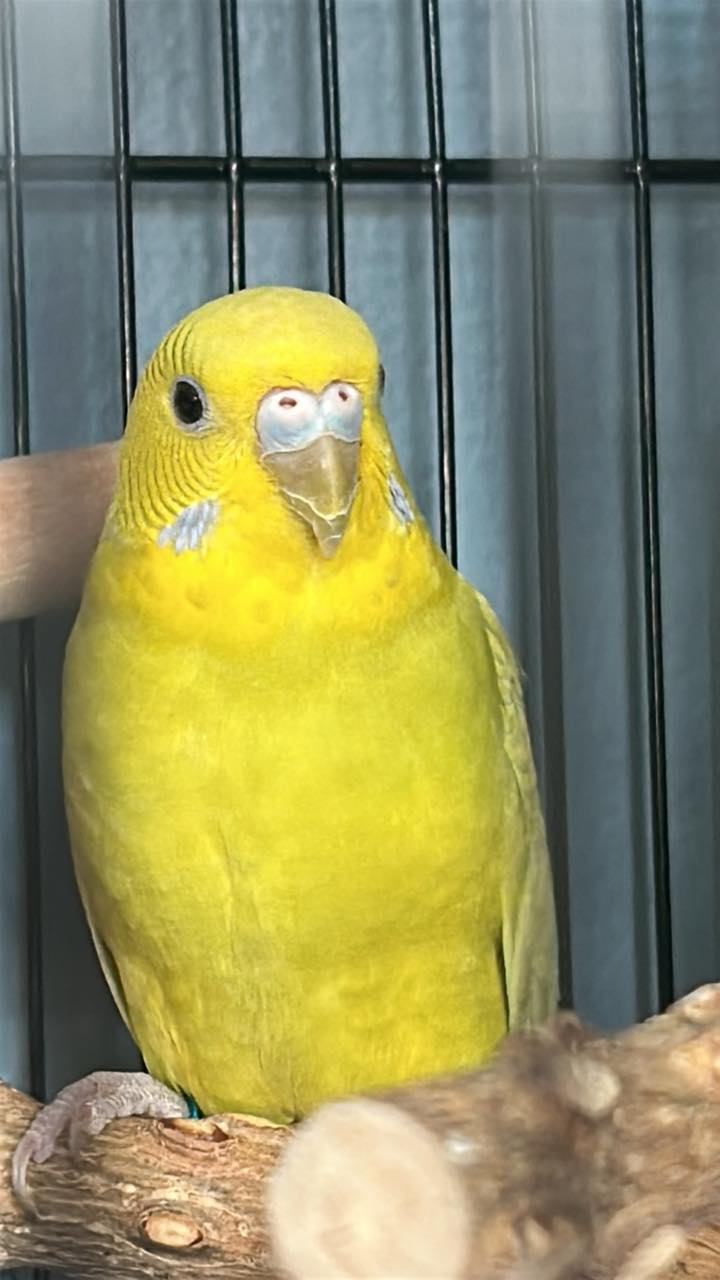 Fresh ripe banana nutrition for UK budgie treat diet