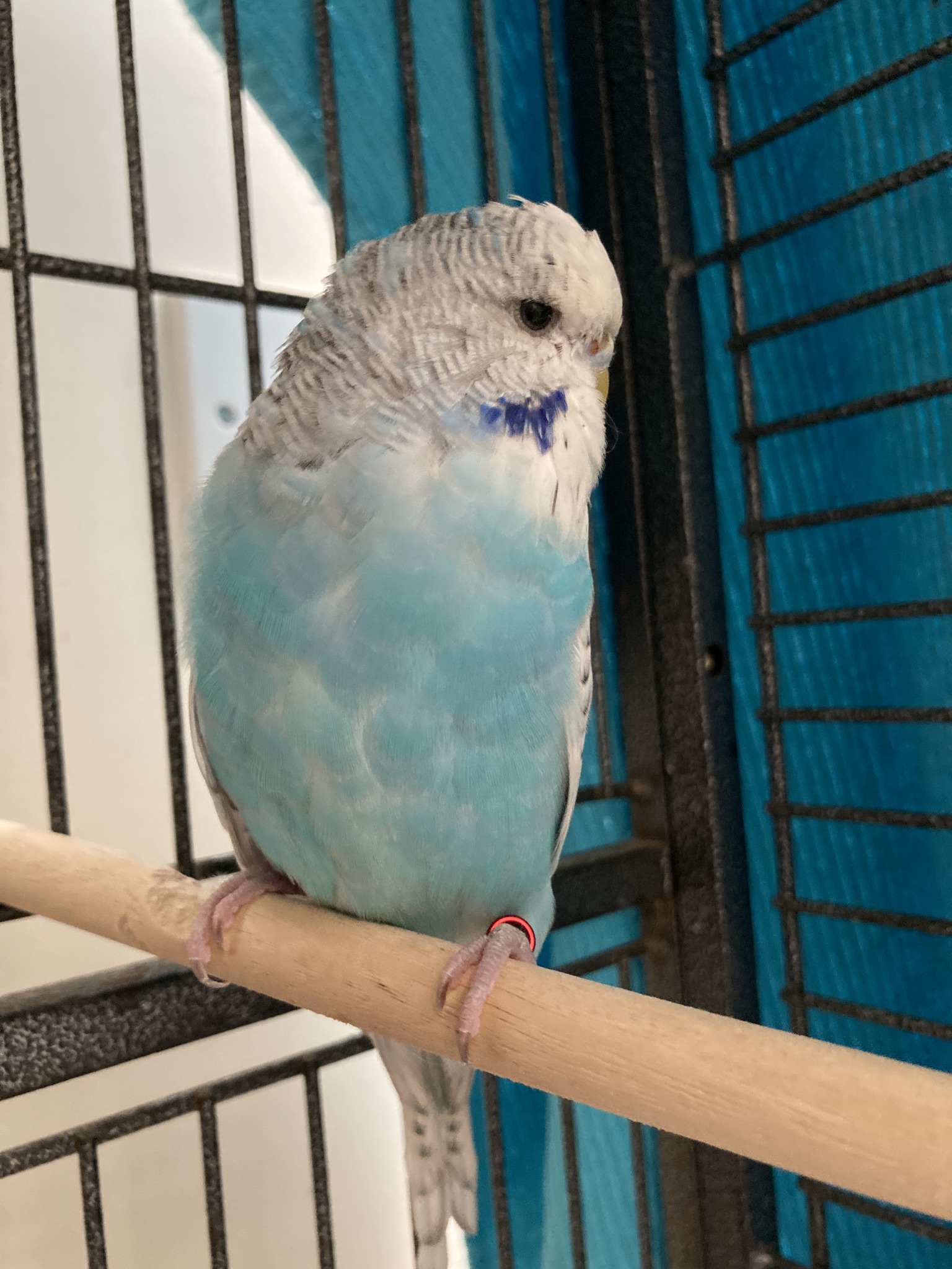 Friendly budgerigar best all-round pet bird UK home