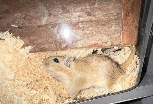 Gerbil active in UK home evening family interaction time