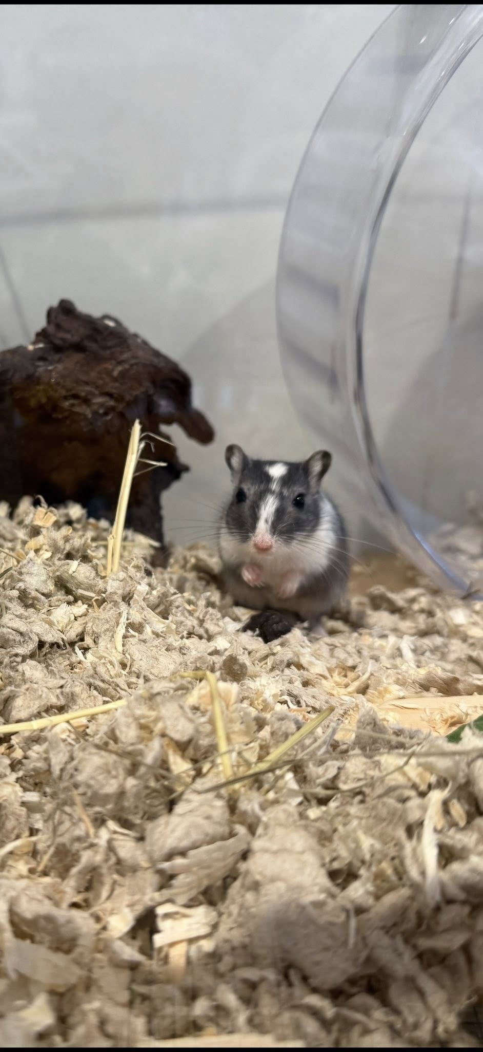 Gerbil active vs hamster sleeping comparison family pets UK
