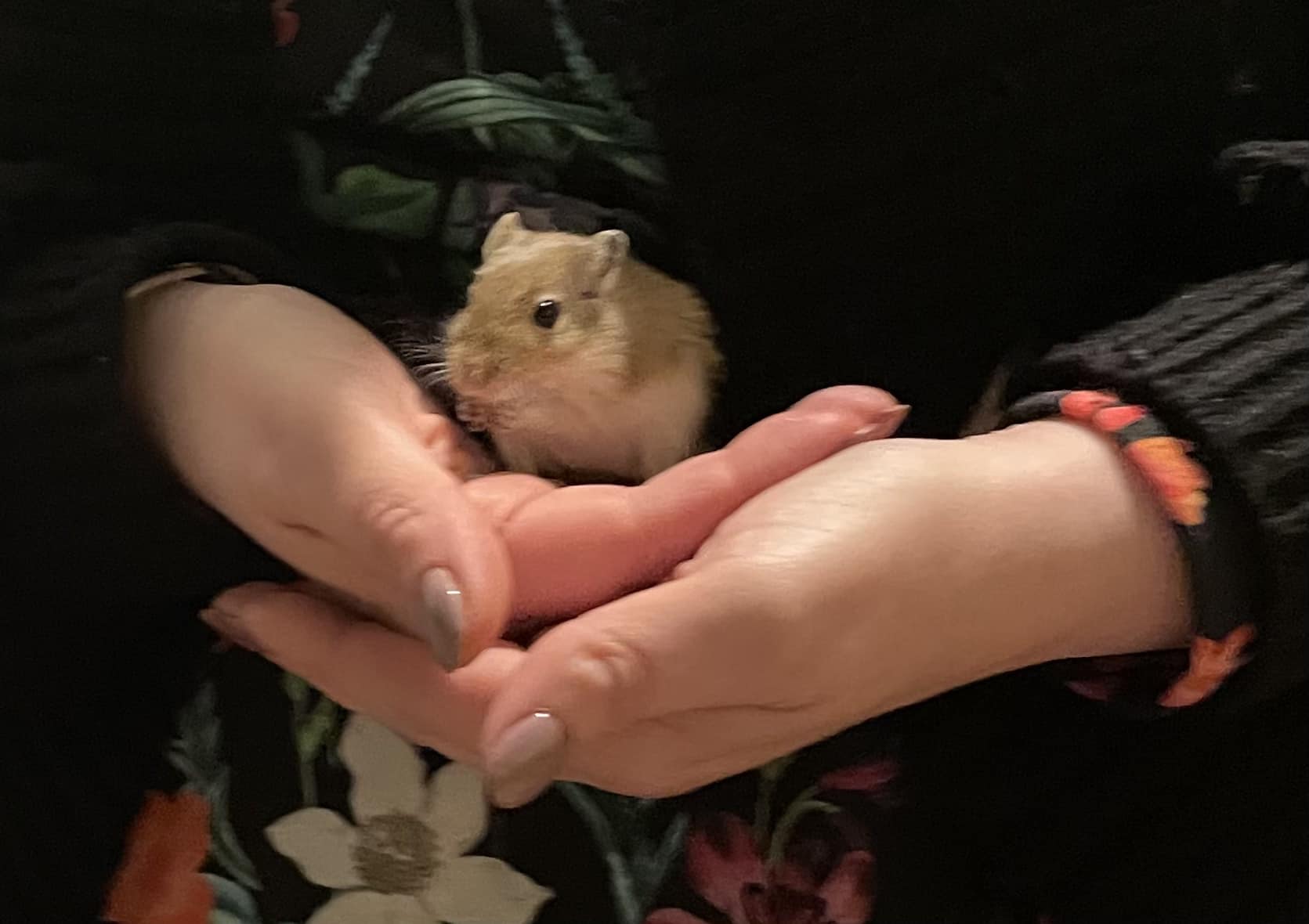 Gerbil being gently held with both hands cupped