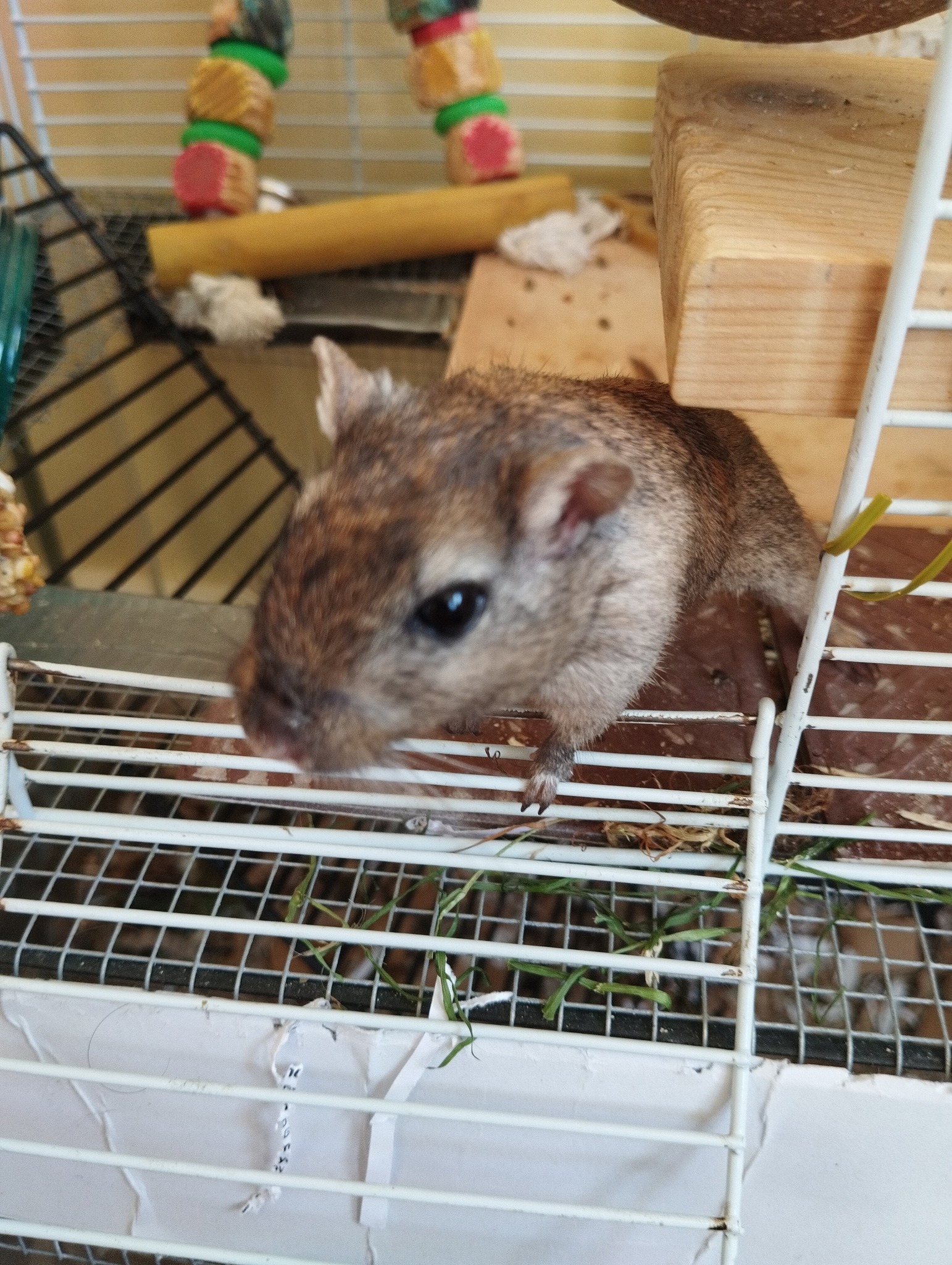 Gerbil cage near window natural light affecting sleep cycle