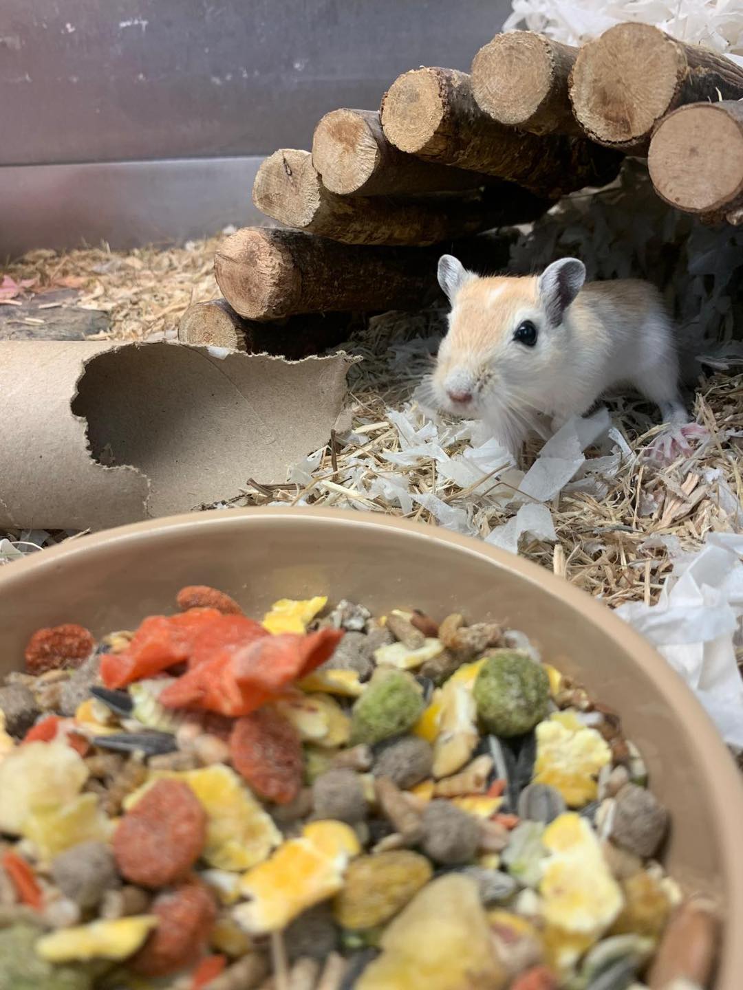 Gerbil diet with seeds grains and fresh vegetables