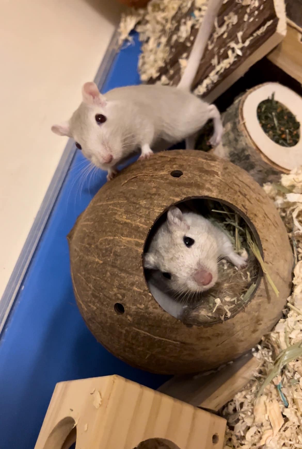 Gerbil enclosure with wooden hideouts and chew toys