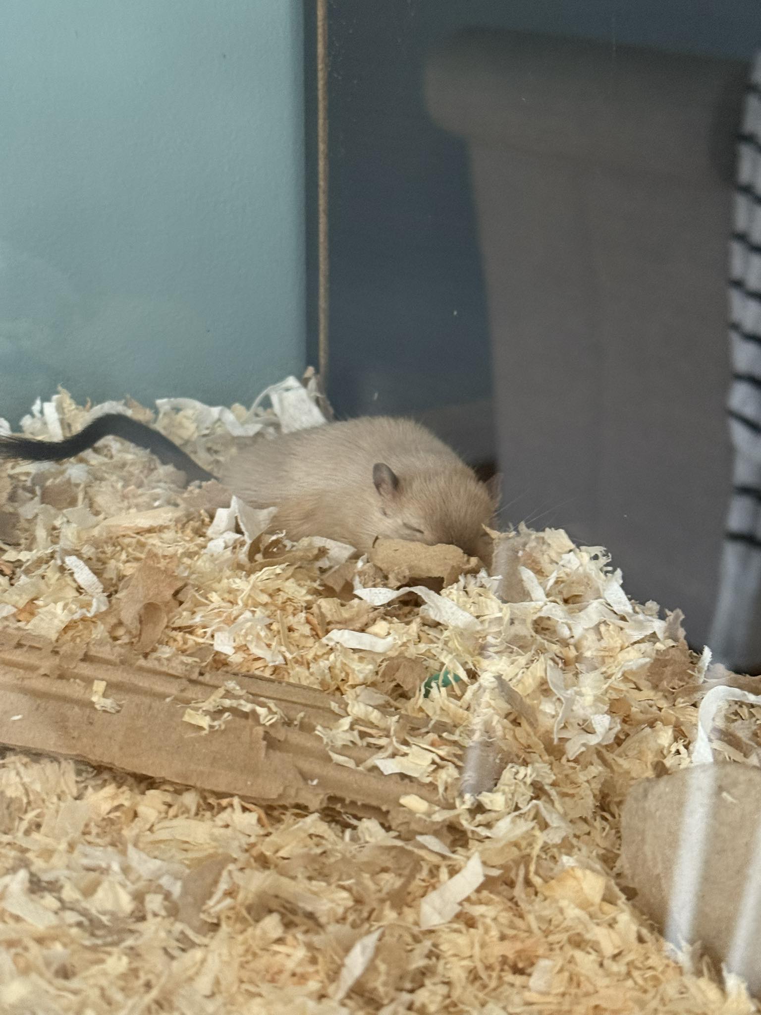 Gerbil lying completely still in cage bedding appearing motionless UK
