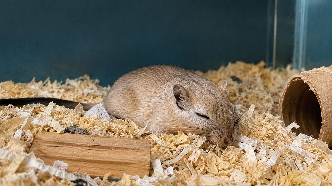 Gerbil not moving lying still in cage UK owner guide