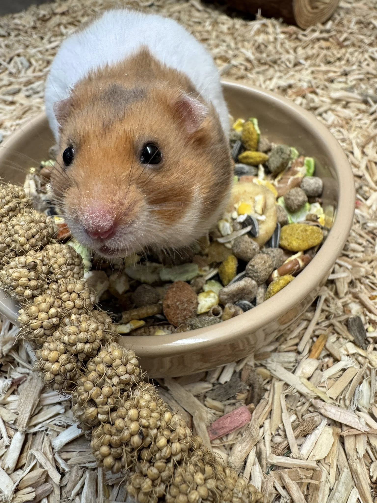 Golden Syrian hamster being gently handled by UK owner