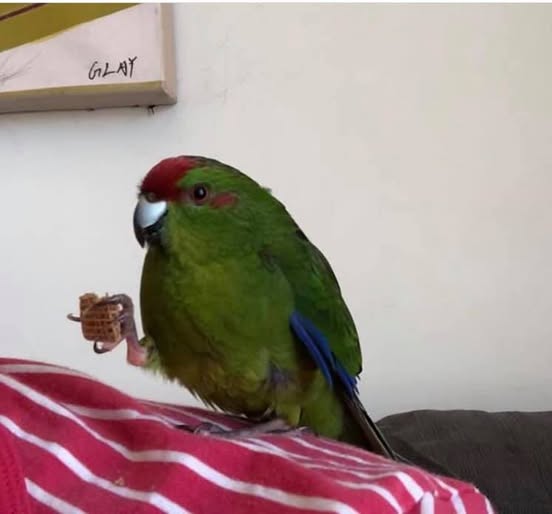 Green Kakariki parakeet foraging active UK pet bird gem
