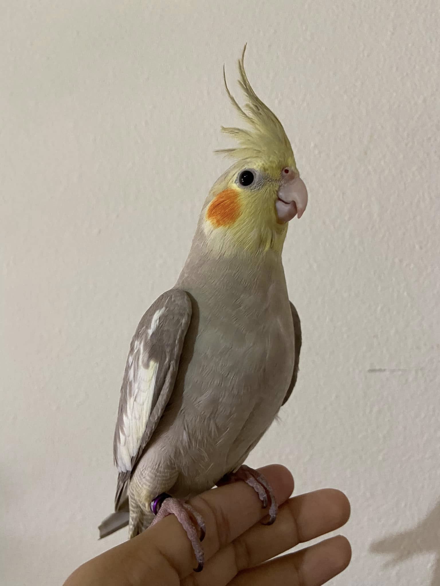 Grey cockatiel showing typical size and crest features