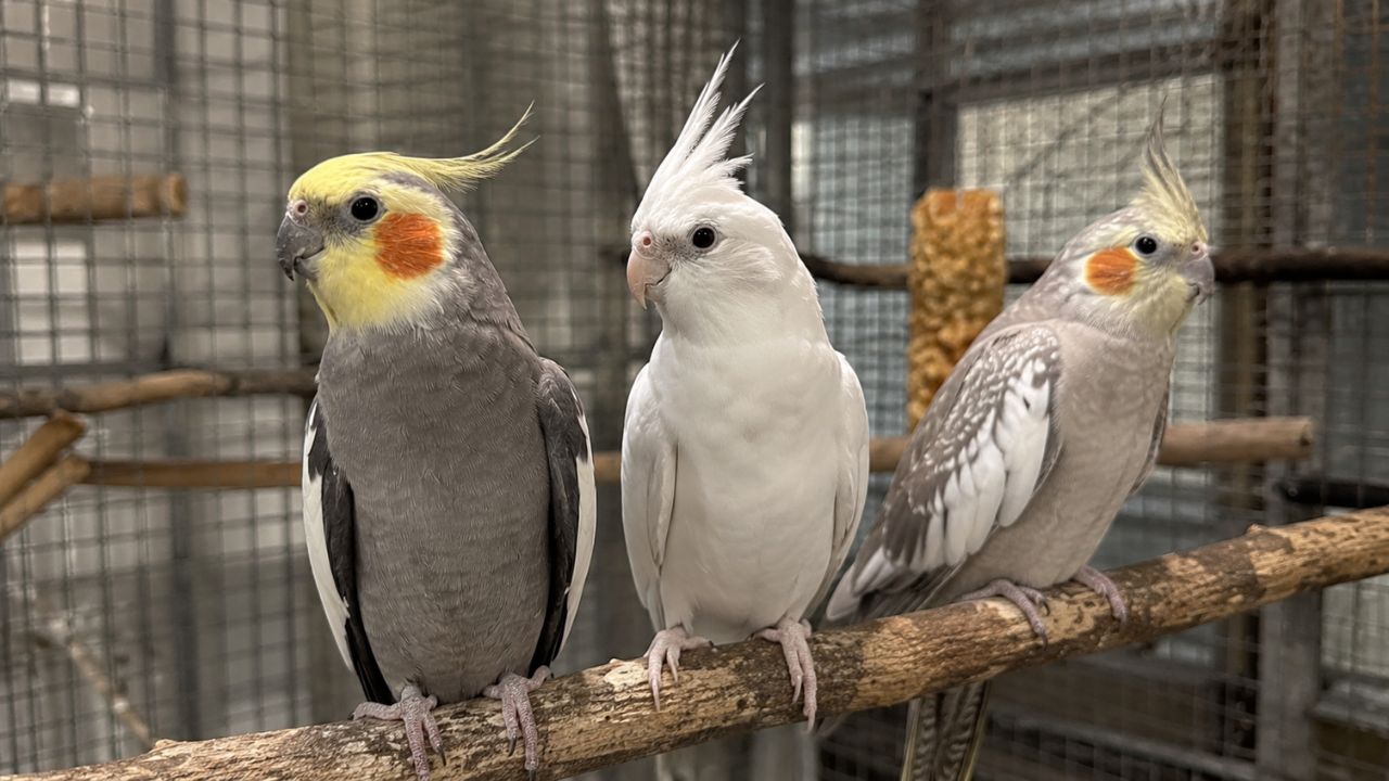 Grey cockatiel with yellow crest perched in UK home