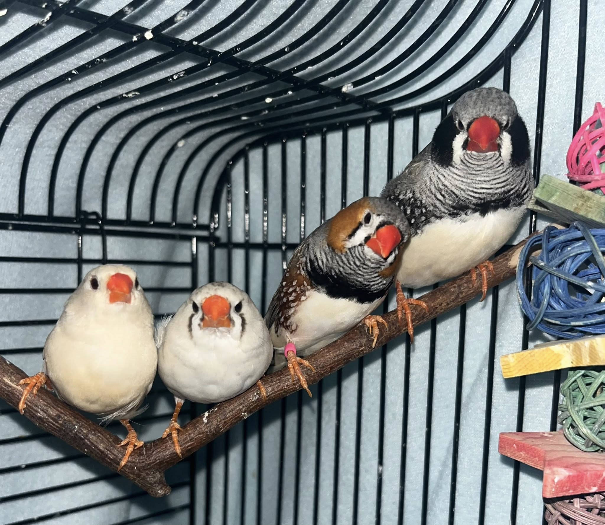 Group of colourful zebra finches in flight cage UK home