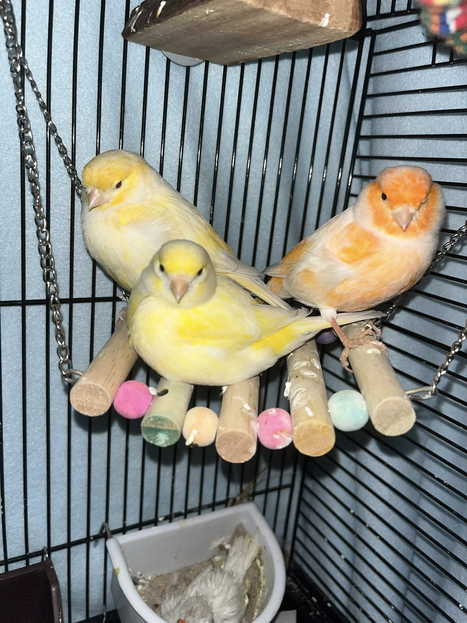 Group of finches shorter lifespan UK pet birds cage