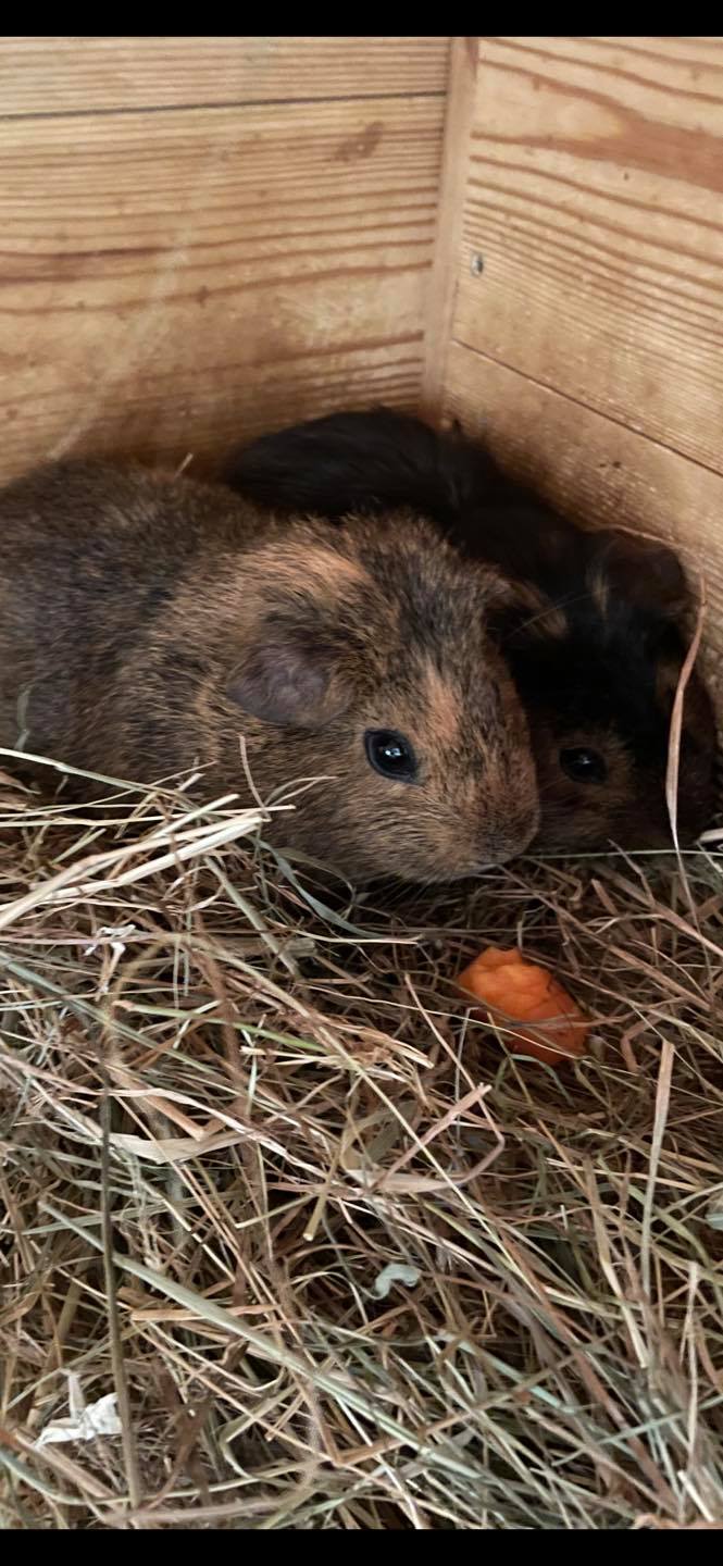 Guinea pig at Paradise Pets Swindon pet shop