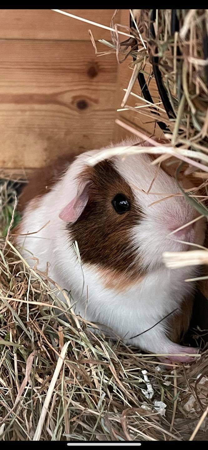 Guinea pig at Paradise Pets Swindon