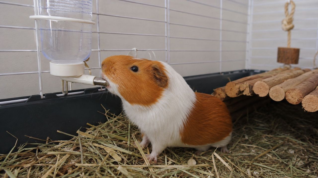 Guinea pig at water bottle drinking excessively