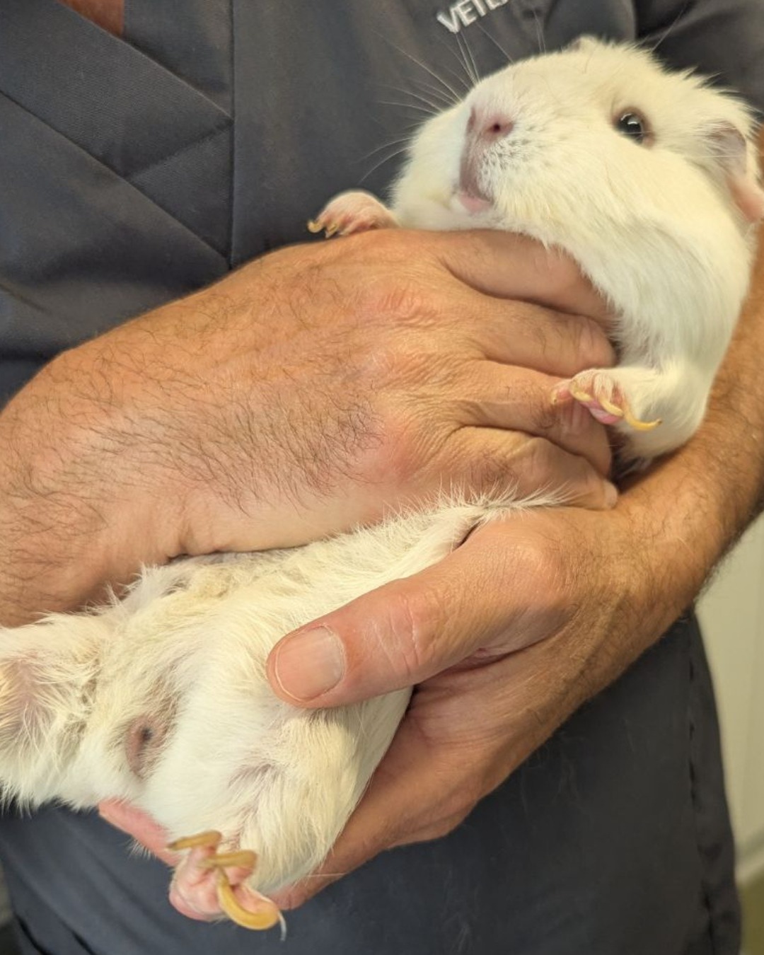 Guinea pig being examined by a vet in a UK clinic