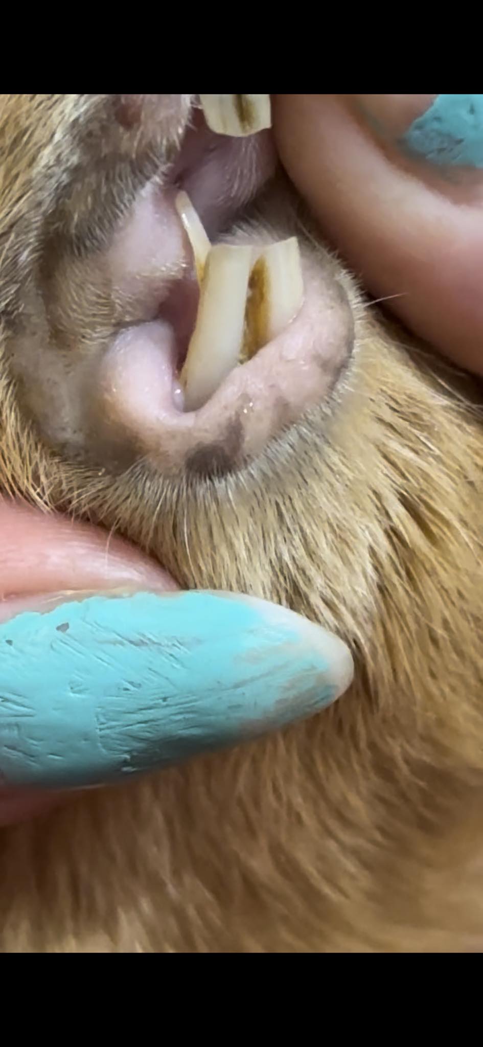 Guinea pig dental disease dropping food UK