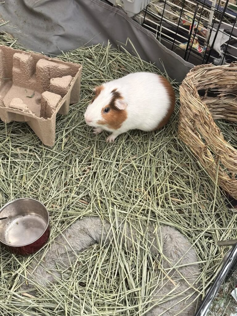 Guinea pig eating dust-free hay UK proper bedding setup