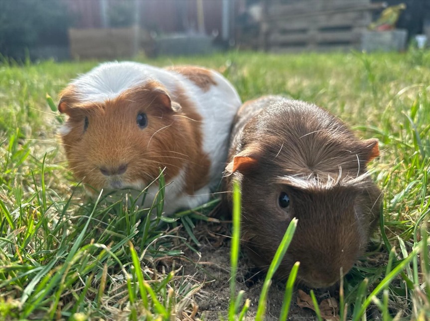 Guinea pig eating fresh Timothy hay UK proper diet
