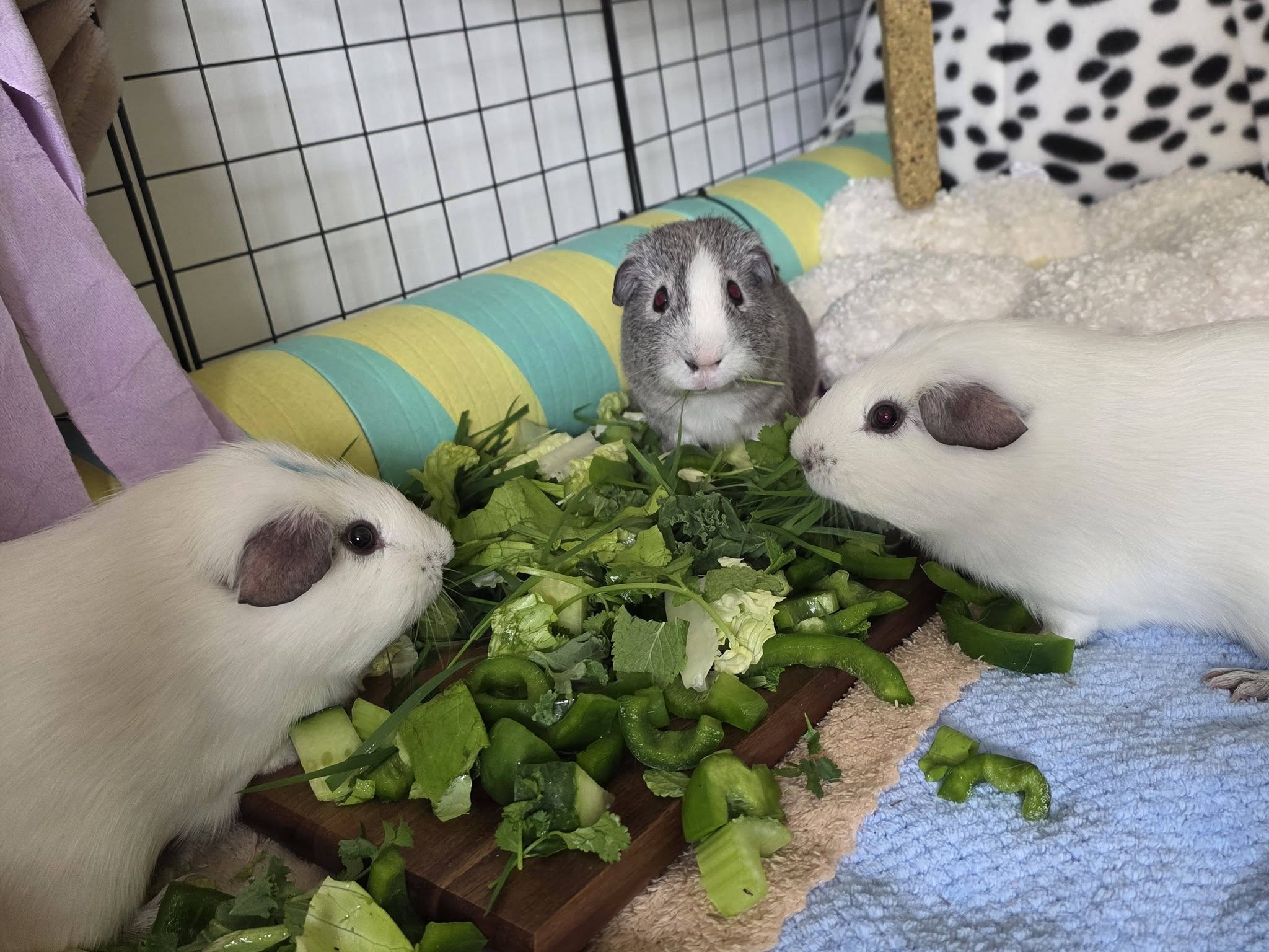 Guinea pig eating hay and fresh vegetables showing correct diet for UK owners