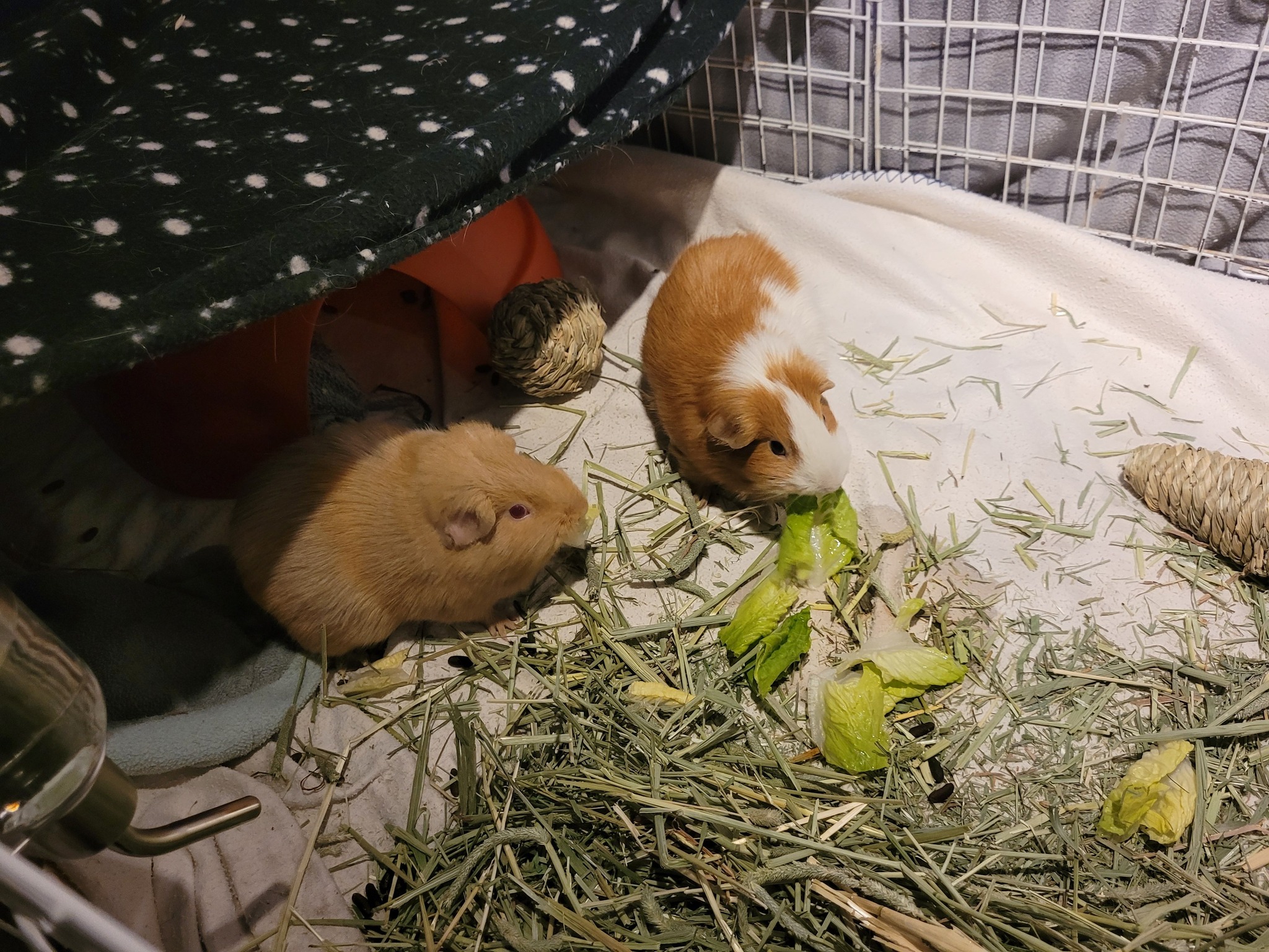 Guinea pig eating hay from rack UK