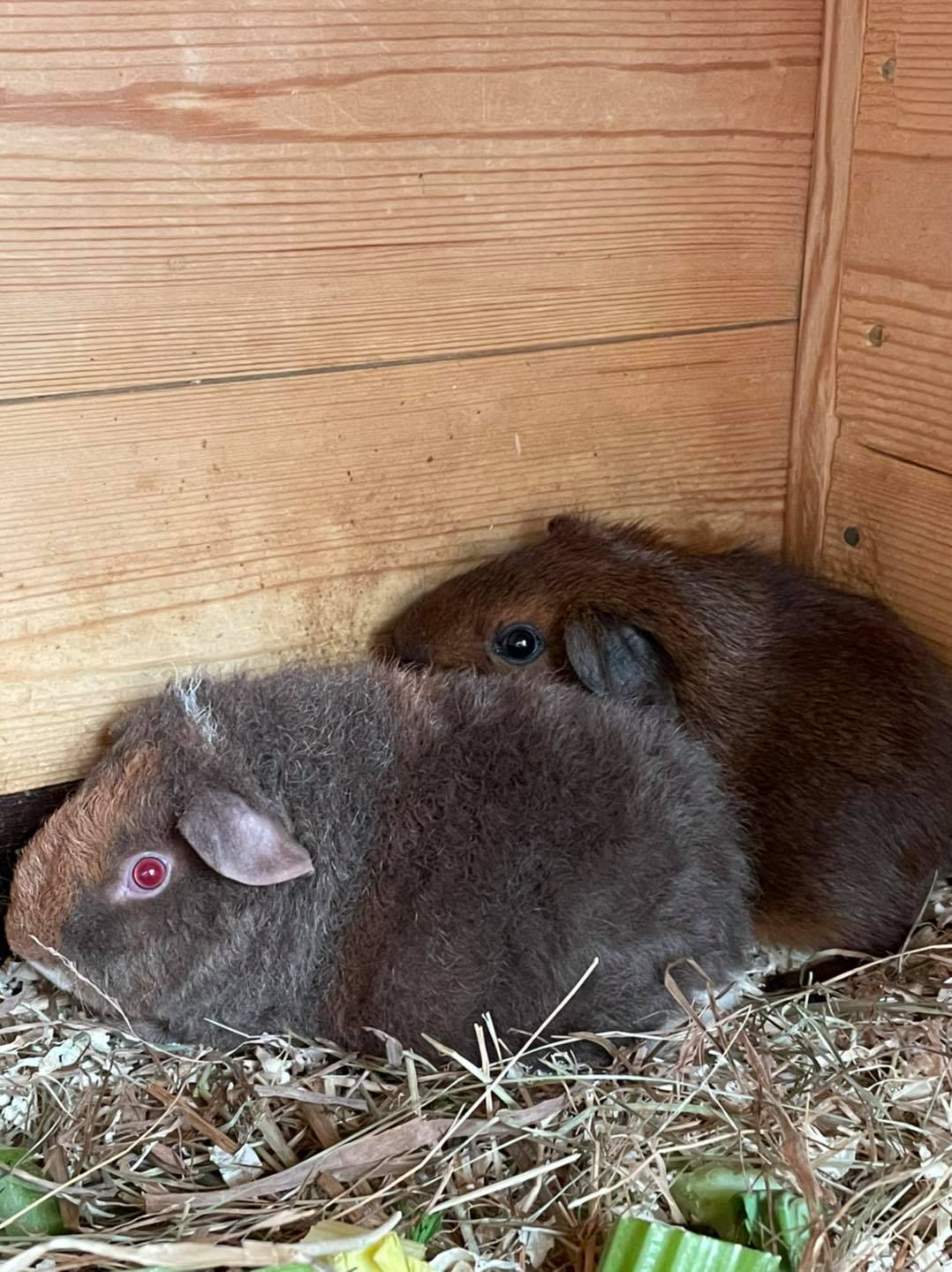 Guinea pig eating vegetables at Paradise Pets Swindon