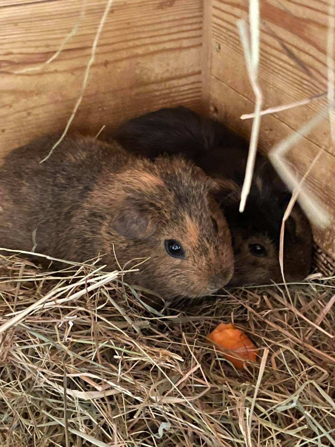 Guinea pig enclosure at Paradise Pets Swindon
